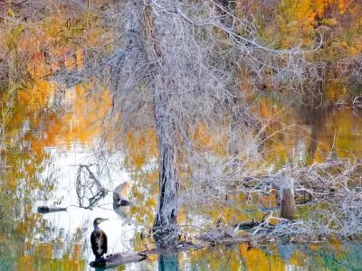 《鹭鹚觅食记:浅滩小鱼的惊魂时刻》,分类:🎊精选壁纸,发布时间:2026-01-09 《鹭鹚觅食记:浅滩小鱼的惊魂时刻》,分类:🎊精选壁纸,标签:自然景观, 鹭鹚, 浅滩, 小鱼, 生态观察