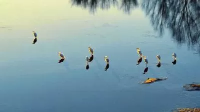 航拍新疆额尔齐斯河日出：白鹭翱翔的至美时光，分类：大美新疆，标签：新疆风光, 额尔齐斯河, 航拍日出, 白鹭栖息, 野生动物保护区