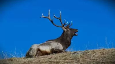 梦幻鹿语,自然之谜,分类:大美新疆,发布时间:2026-01-13 2e441768286574.webp