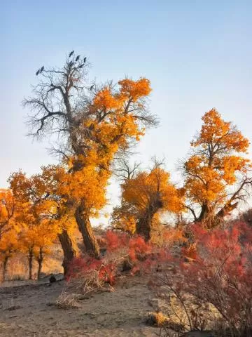 《鹭鹚觅食记:浅滩小鱼的惊魂时刻》,分类:🎊精选壁纸,发布时间:2026-01-09 《鹭鹚觅食记:浅滩小鱼的惊魂时刻》,分类:🎊精选壁纸,标签:自然景观, 鹭鹚, 浅滩, 小鱼, 生态观察