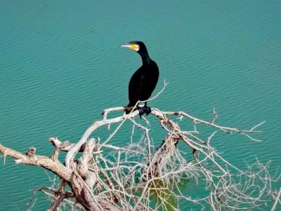 《鹭鹚觅食记:浅滩小鱼的惊魂时刻》,分类:🎊精选壁纸,发布时间:2026-01-09 《鹭鹚觅食记:浅滩小鱼的惊魂时刻》,分类:🎊精选壁纸,标签:自然景观, 鹭鹚, 浅滩, 小鱼, 生态观察