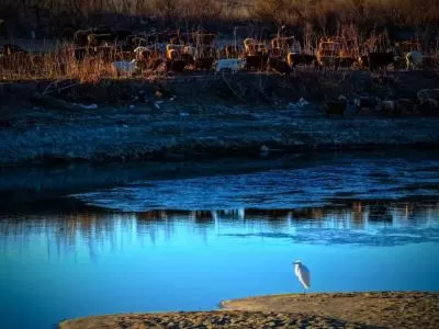 《鹭鹚觅食记:浅滩小鱼的惊魂时刻》,分类:🎊精选壁纸,发布时间:2026-01-09 《鹭鹚觅食记:浅滩小鱼的惊魂时刻》,分类:🎊精选壁纸,标签:自然景观, 鹭鹚, 浅滩, 小鱼, 生态观察