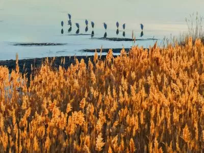 《鹭鹚觅食记:浅滩小鱼的惊魂时刻》,分类:🎊精选壁纸,发布时间:2026-01-09 《鹭鹚觅食记:浅滩小鱼的惊魂时刻》,分类:🎊精选壁纸,标签:自然景观, 鹭鹚, 浅滩, 小鱼, 生态观察